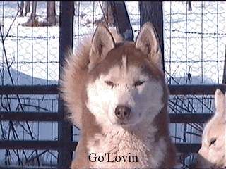 Amarok's Go'lovin road