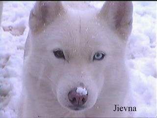 Amarok's Jiëvna