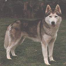 CH. Amarok's Sergei