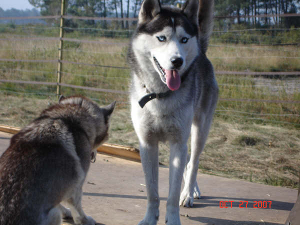 Amarok's Boyar